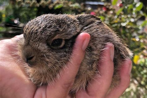 Meine Handaufzucht Von Feldhasen Und Wildkaninchen Alfavet