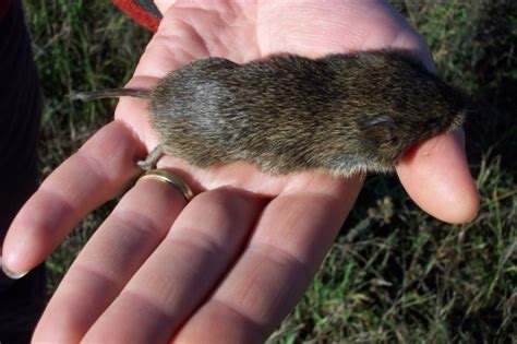 Microtus ochrogaster (Prairie vole) - Michigan Natural Features Inventory