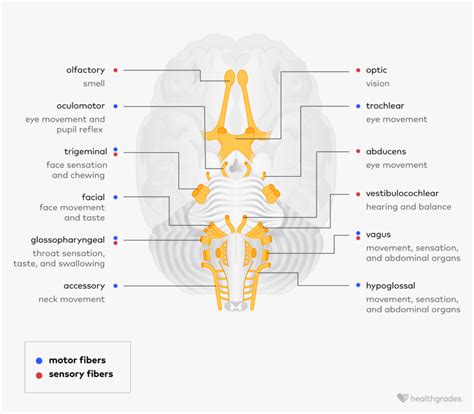 Cranial Nerves Anatomy Function And Related Conditions