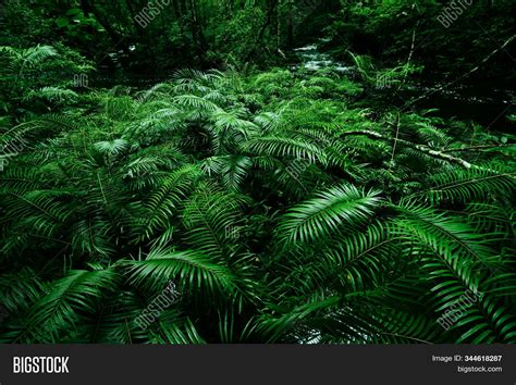 Tropical Fern Bushes Image Photo Free Trial Bigstock