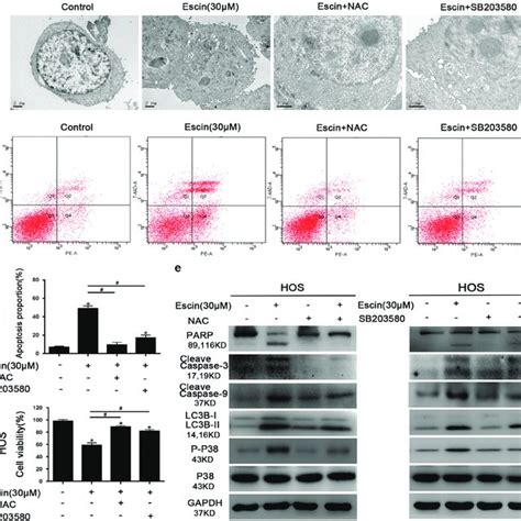 Pdf Escin Induces Caspase Dependent Apoptosis And Autophagy Through