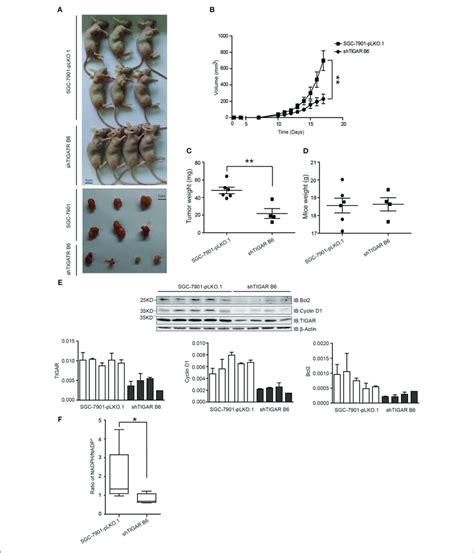 TIGAR Promotes Tumorigenesis In Nude Mice A B A Xenograft Nude