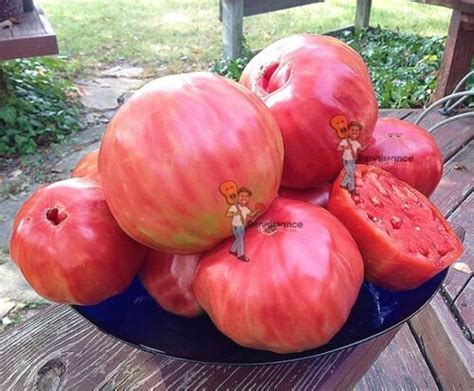 Two Smallest Micro Dwarf Tomato Varieties To Grow