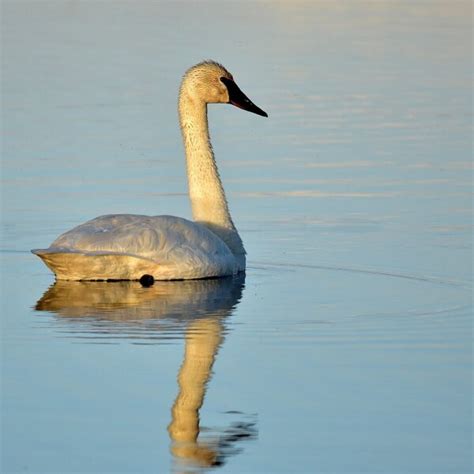 Trumpeter Swan - Facts, Diet, Habitat & Pictures on Animalia.bio