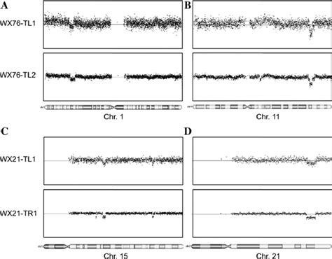 SNP Array 6 0 Genomic Copy Number Analysis Reveals Conserved