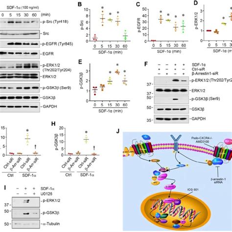 SDF 1α CXCR4 β arrestin 1 Src signalosome promotes EGFR activation and