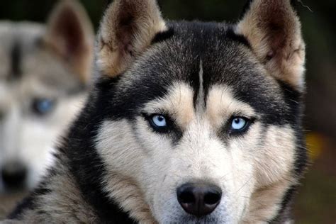 Arriba Images Husky Siberiano Cruzado Con Lobo Viaterra Mx