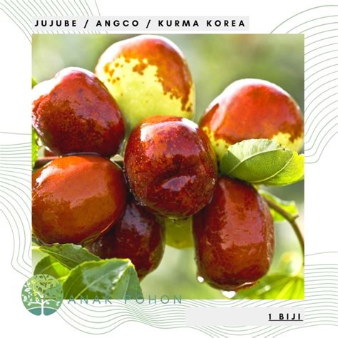 Jual Benih Bibit Biji Buah Jujube Angco Kurma Korea Kurma China