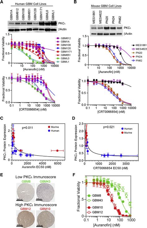 Effect Of PKCi Inhibitors On Mouse And Human GBM Cell Lines A And B