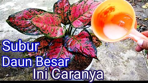 Cara Merawat Aglaonema Agar Tumbuh Subur YouTube