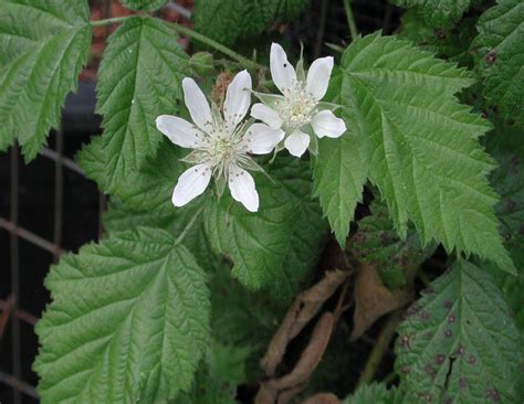 Rubus ursinus (California Blackberry) - Native Here Nursery