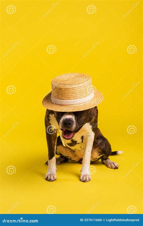 Purebred Staffordshire Bull Terrier In Stylish Stock Photo Image Of