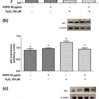 Effect Of GSPE And H2O2 On The Viability Of HEK293 Cells A Cells