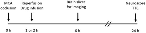 Cells Free Full Text Canagliflozin An Inhibitor Of The Na Coupled