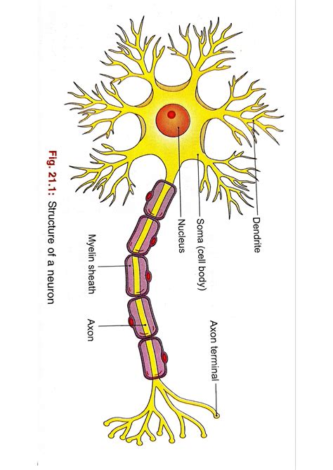 SOLUTION: Cns diagrams todays - Studypool