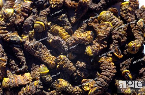 Dried Mopani Worms, South Africa, Stock Photo, Picture And Rights ...