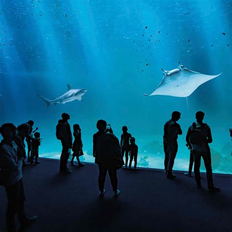 Nausicaa Le Plus Grand Aquarium D Europe Automasites