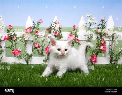 Small Fluffy White Kitten Standing In Green Grass White Picket Fence