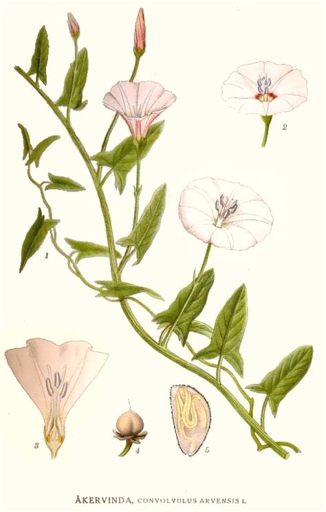 Convolvulus arvensis (Field Bindweed, Small Bindweed) | North Carolina Extension Gardener Plant ...