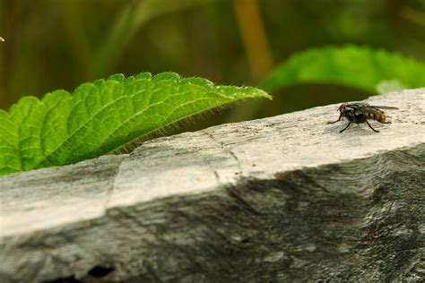 Fly Insect Free Photo On Pixabay Pixabay