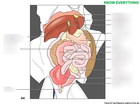 Digestive Organs of the Cat Diagram | Quizlet
