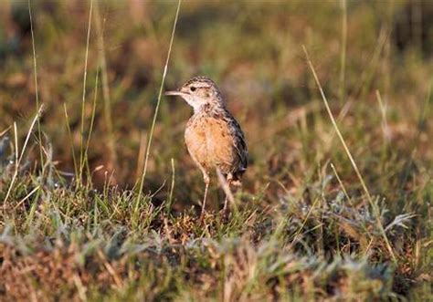 Home East Africa Birding Safaris