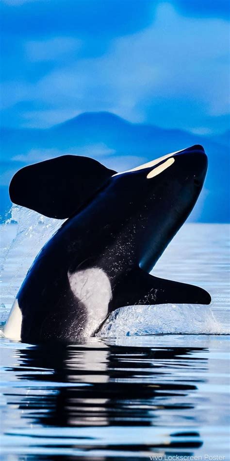 Orca Wallpaper - iXpap in 2023 | Orca, Orca whales, Whale pictures