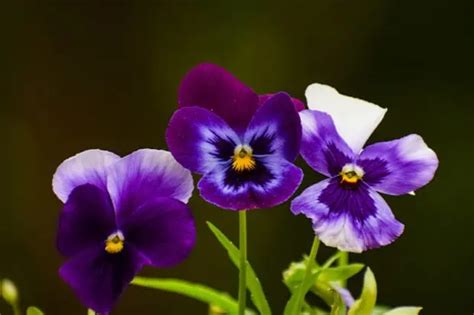 18 Rare Flowers Found Around the World