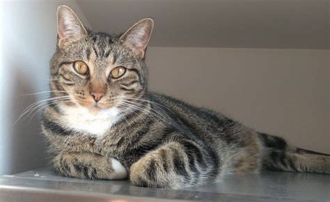 Tuxedo Tabby Cat For Adoption in Chicago Illinois | Pet Rehoming Network