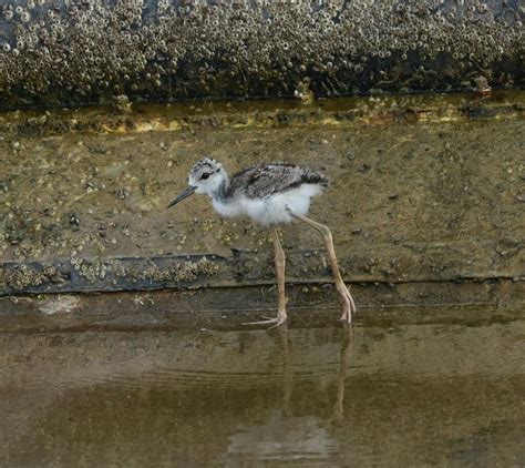 Black Necked Stilt From Lake Jackson TX USA On June 17 2023 At 06 16