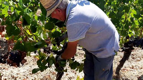 Effeuillage des ceps de vigne avant les vendanges au Château la