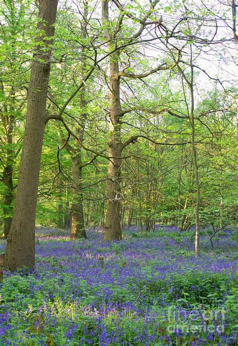 Bluebells Photograph by Forest Arts - Fine Art America