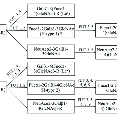 Biosynthetic Pathway Of The Lewis Histo Blood Group Antigens Type 1 H