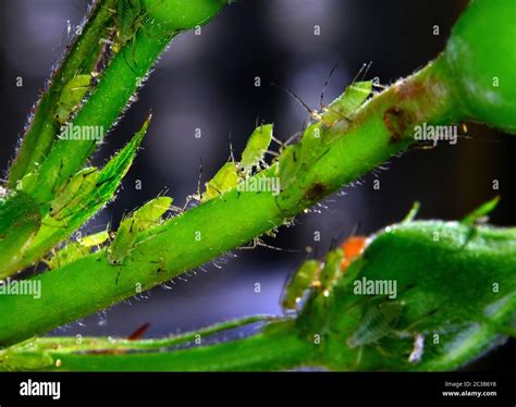 Aphid infestation on house garden rose plant Stock Photo - Alamy