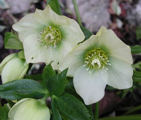 Helleborus Orientalis Hybride White Lady