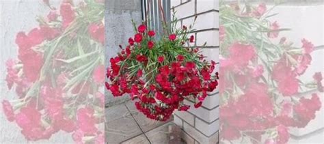 Гвоздика ампельная, бакопа белая, вербена, немезия купить в Твери ...