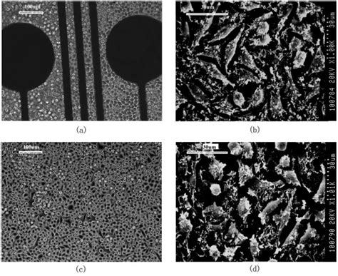 Morphology Of The L929 Cells Growing Directly On The Microelectrode A