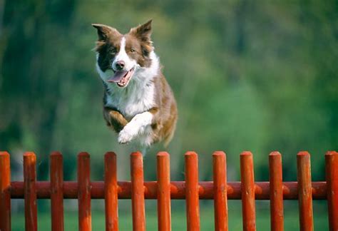 Pin By Cheryl Radl On Country Red Dog Jumping Fence Dog Jumping