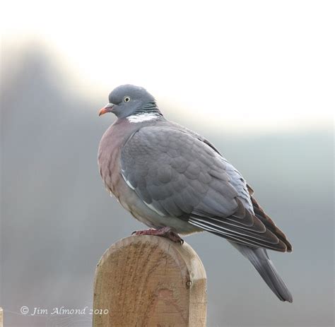 Species Gallery Wood Pigeon