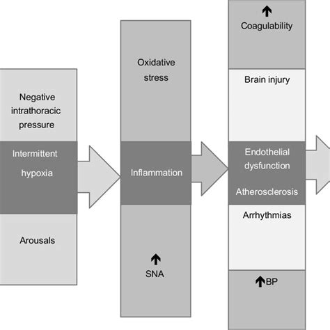 Pathophysiology Of Osa Abbreviations Osa Obstructive Sleep Apnea