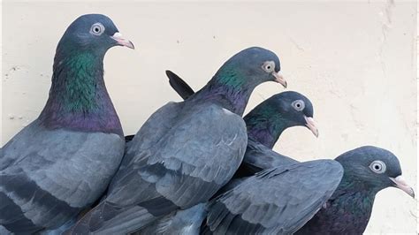 High Flying Pigeon Breeds In Pakistan Youtube