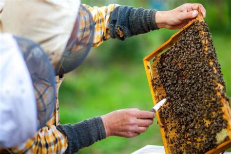 Atraparon A Los Ladrones De Abejas Tras Ofrecer 150 Mil De Recompensa