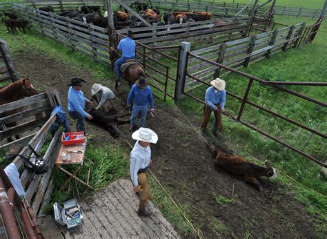 cattle work flint hills ranch heritage