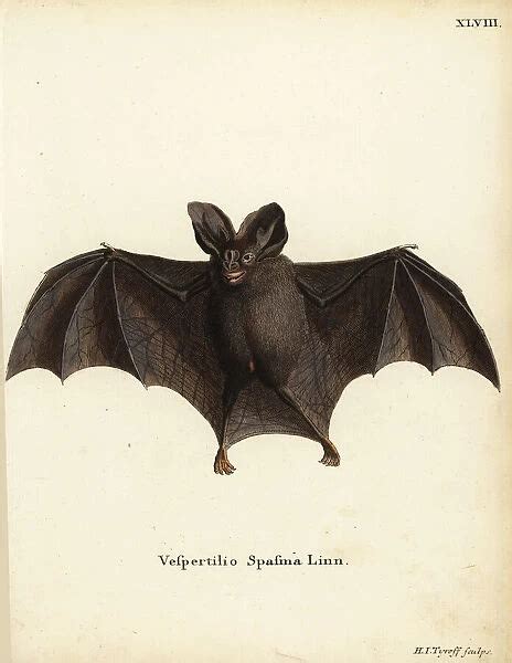 Lesser False Vampire Bat Megaderma Spasma Our Beautiful Wall Art And