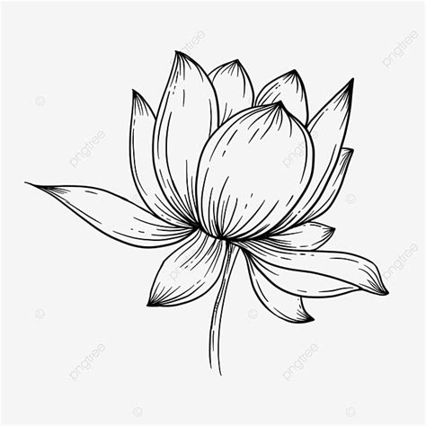 Simple Sketch Lotus Lotus Drawing Lotus Sketch Lotus Flower PNG