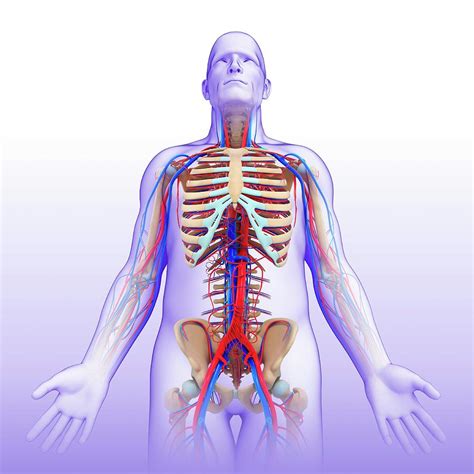 Male Circulatory System Photograph By Pixologicstudio Science Photo