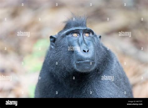 Indonesia Celebes Sulawesi Tangkoko National Park Celebes Crested