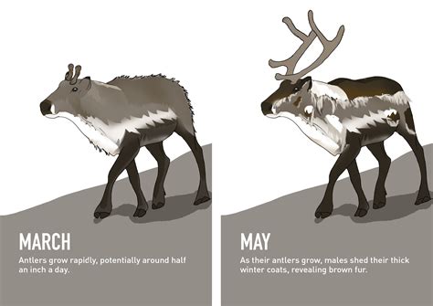 7 things you didn’t know about reindeer | PBS NewsHour