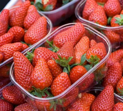 Comment Conserver Des Fraises Trucs Et Astuces