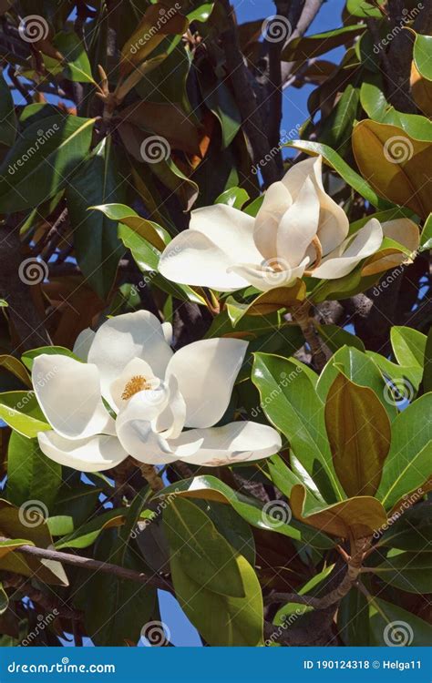 Branches Of Southern Magnolia Magnolia Grandiflora Tree With Leaves And